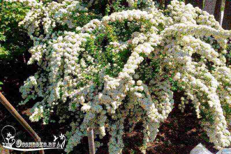 spirea red planting and care in the open field