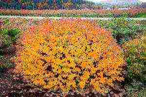 spirea planting and care in the open field preparation for winter
