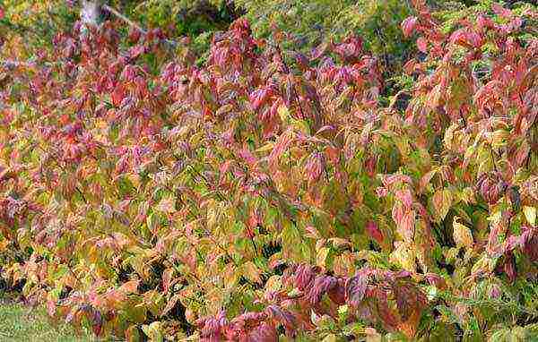 spirea planting and care in the open field preparation for winter