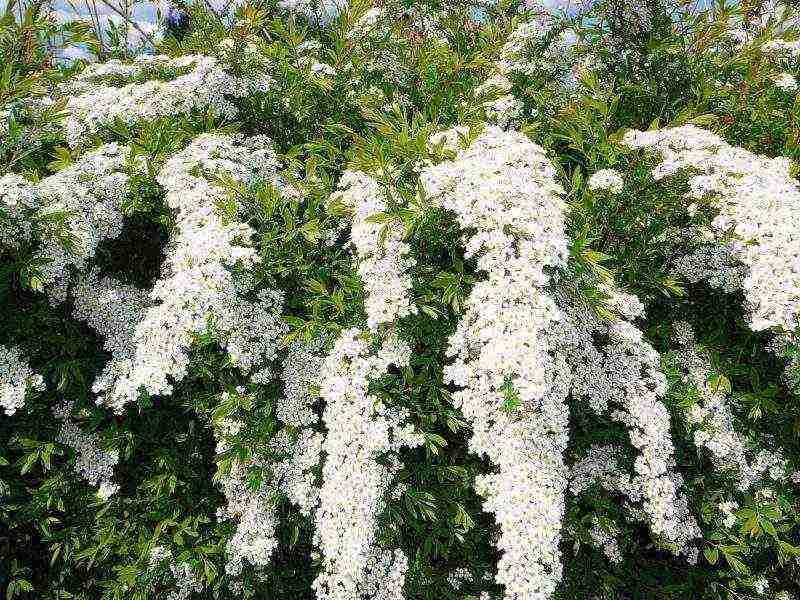 spirea planting and care in the open field preparation for winter