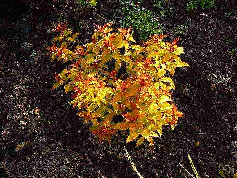 spirea planting and care in the open field preparation for winter