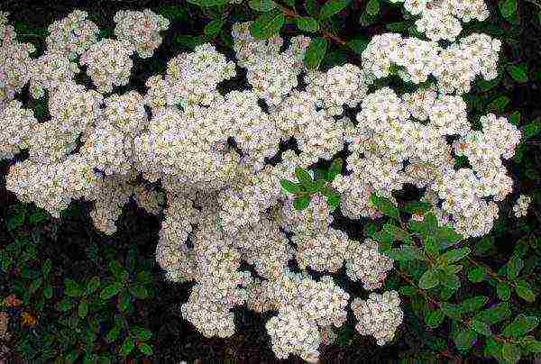 spirea planting and care in the open field preparation for winter