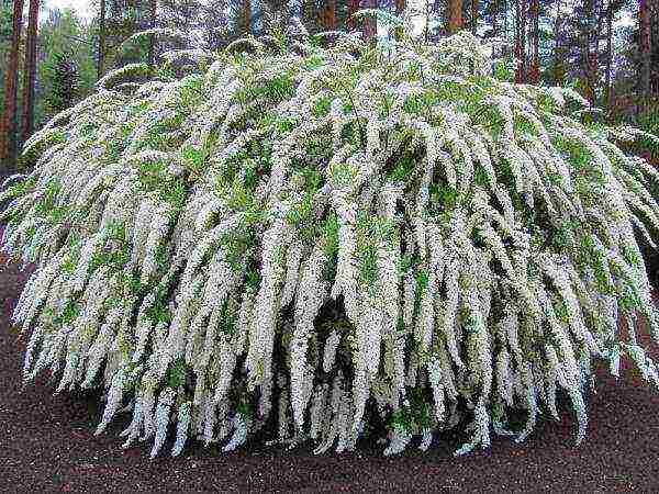 pagtatanim ng spirea at pangangalaga sa bukas na bukid sa tagsibol