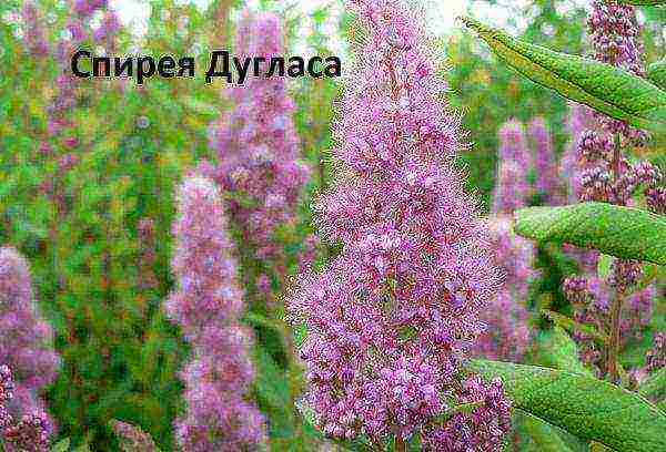 pagtatanim ng spirea at pangangalaga sa bukas na bukid sa tagsibol