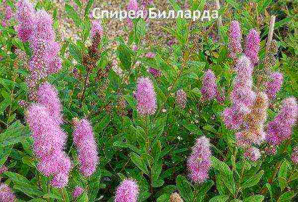 pagtatanim ng spirea at pangangalaga sa bukas na bukid sa tagsibol