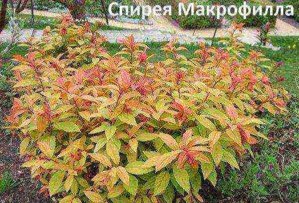 spirea planting and care in the open field in spring