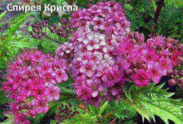 pagtatanim ng spirea at pangangalaga sa bukas na bukid sa tagsibol