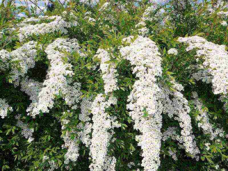 spirea planting in the fall and care in the open field