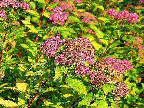 spirea planting in the fall and care in the open field