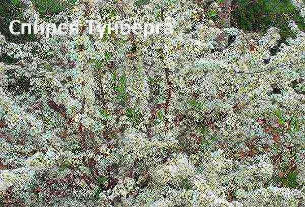 spirea planting in the fall and care in the open field