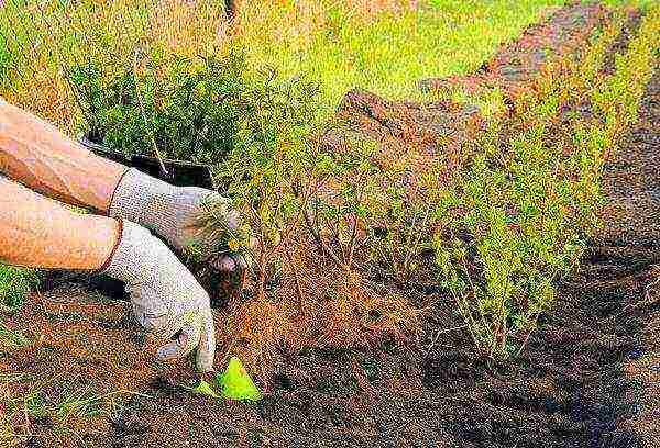 spirea planting in the fall and care in the open field