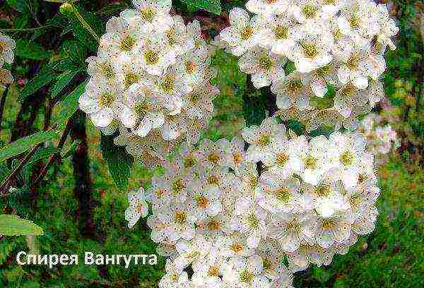 spirea planting in the fall and care in the open field