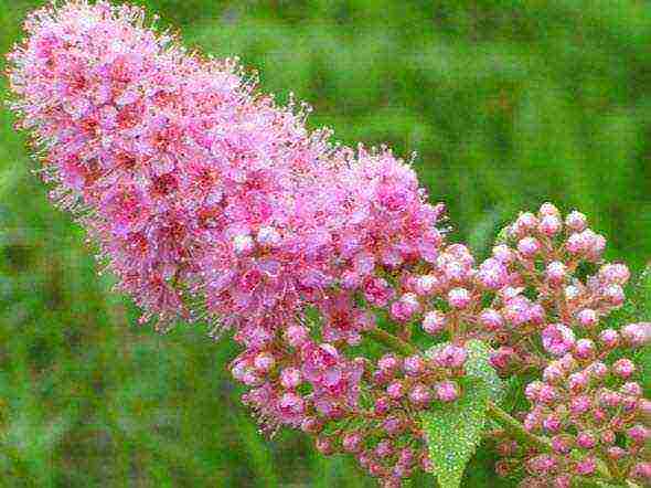 spirea planting in the fall and care in the open field
