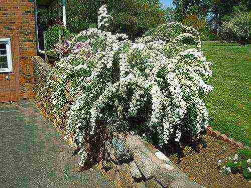 spirea planting in the fall and care in the open field