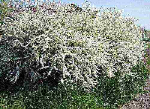 pagtatanim ng spirea sa taglagas at pangangalaga sa bukas na bukid