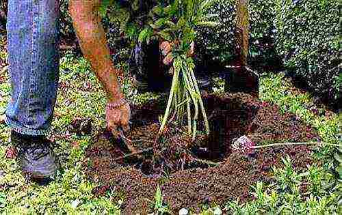 pagtatanim ng spirea sa taglagas at pangangalaga sa bukas na bukid