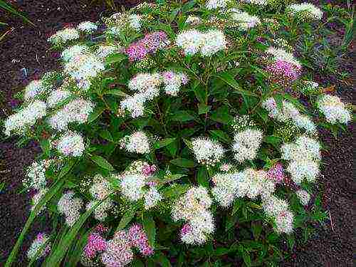 spirea shiroban planting and care in the open field