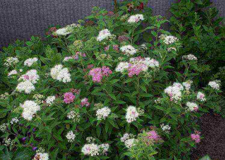 spirea shiroban planting and care in the open field