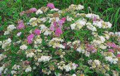 spirea shiroban planting and care in the open field