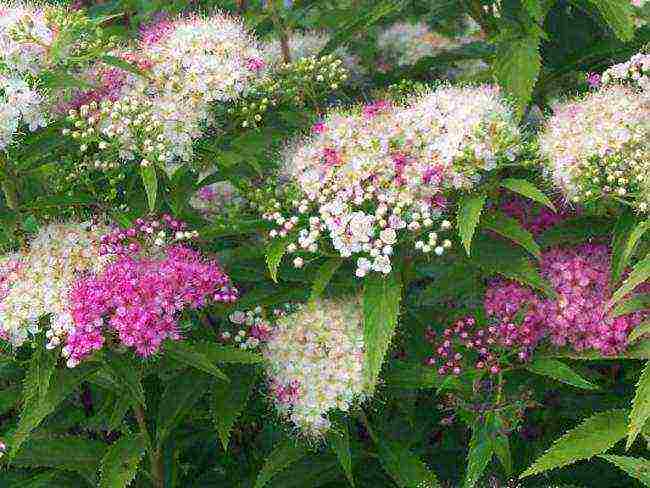 spirea shiroban planting and care in the open field
