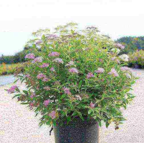 pagtatanim ng spirea shiroban at pangangalaga sa bukas na bukid