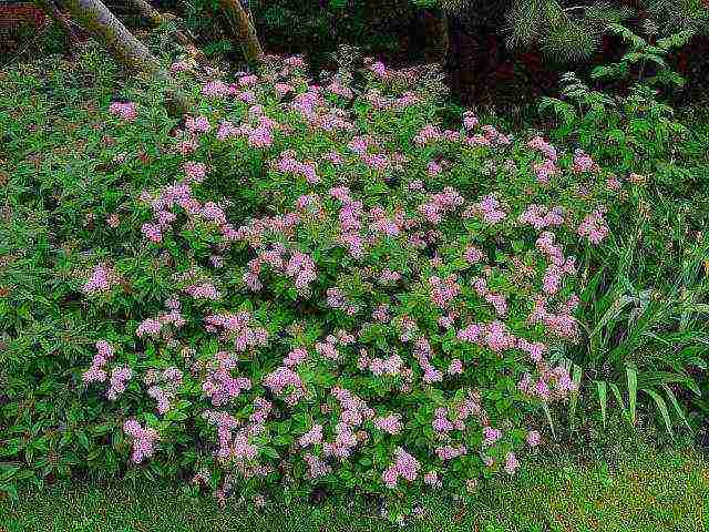 pagtatanim ng spirea shiroban at pangangalaga sa bukas na bukid