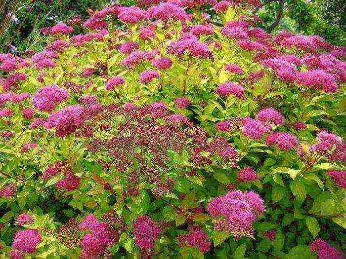 pagtatanim ng spirea shiroban at pangangalaga sa bukas na bukid