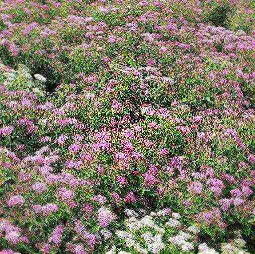 pagtatanim ng spirea shiroban at pangangalaga sa bukas na bukid