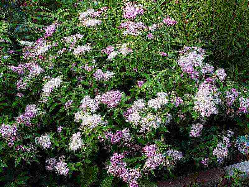 spirea shiroban planting and care in the open field