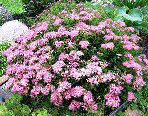 spiraea japanese pinakamahusay na mga pagkakaiba-iba