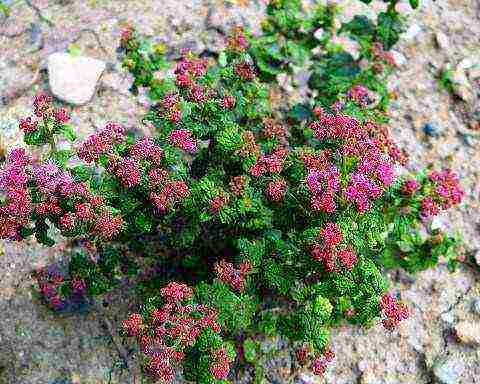 spiraea พันธุ์ญี่ปุ่นที่ดีที่สุด