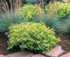 spiraea japanese best varieties