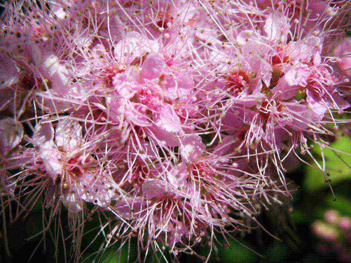 spiraea พันธุ์ญี่ปุ่นที่ดีที่สุด