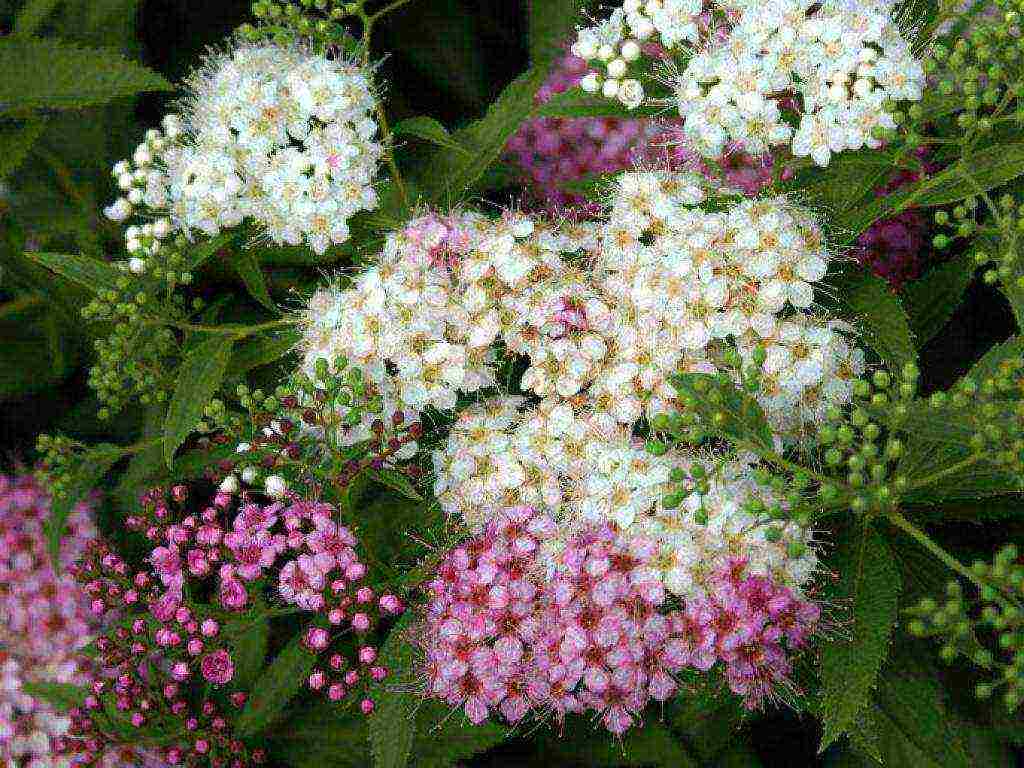 spiraea พันธุ์ญี่ปุ่นที่ดีที่สุด