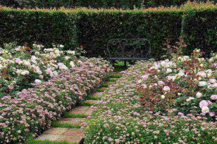 spirea japanese manon planting and care in the open field