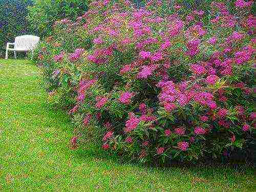 spirea اليابانية مانون زراعة ورعاية في المجال المفتوح