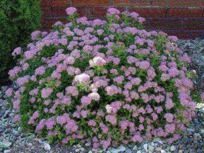 spirea japanese manon pagtatanim at pangangalaga sa bukas na bukid