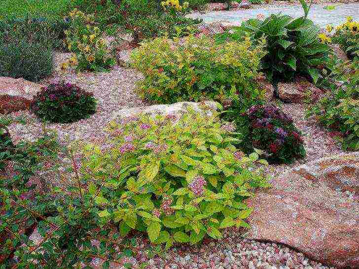 spirea japanese manon planting and care in the open field