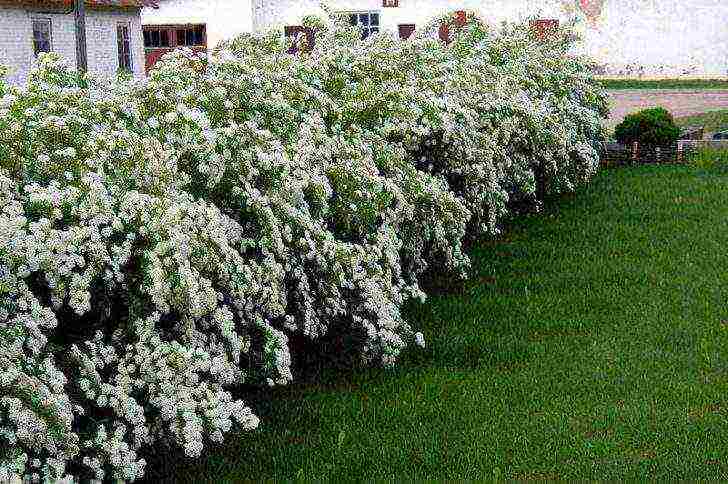 spirea اليابانية مانون زراعة ورعاية في المجال المفتوح