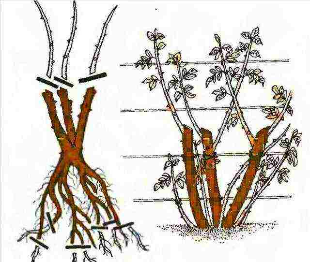 spirea اليابانية مانون زراعة ورعاية في المجال المفتوح