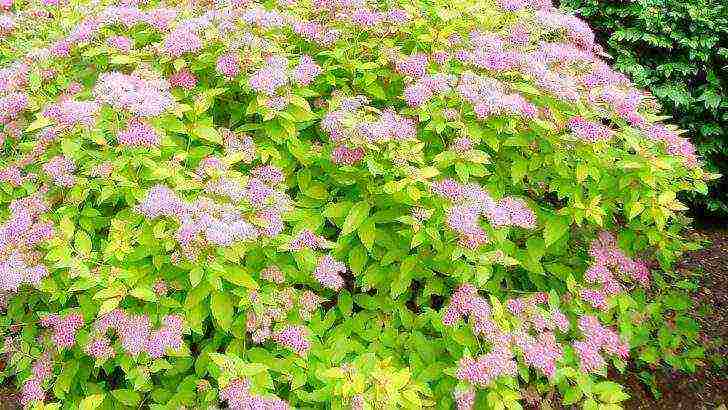 spirea japanese manon planting and care in the open field