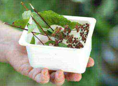 spirea japanese manon planting and care in the open field