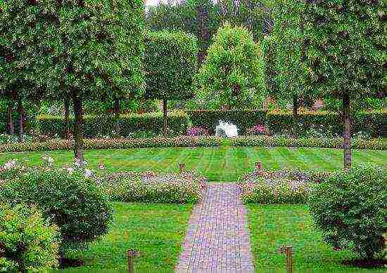 spirea japanese manon planting and care in the open field