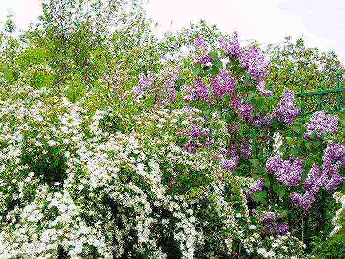 spirea japanese manon planting and care in the open field