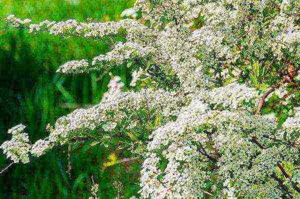 spirea اليابانية مانون زراعة ورعاية في المجال المفتوح