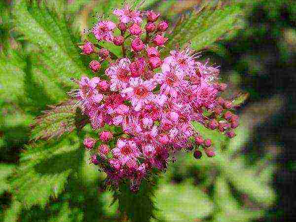 spirea اليابانية مانون زراعة ورعاية في المجال المفتوح