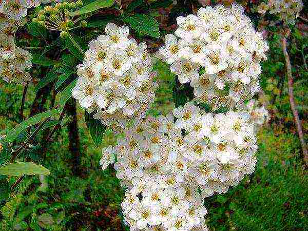 spirea اليابانية مانون زراعة ورعاية في المجال المفتوح