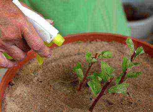 spirea japanese manon planting and care in the open field