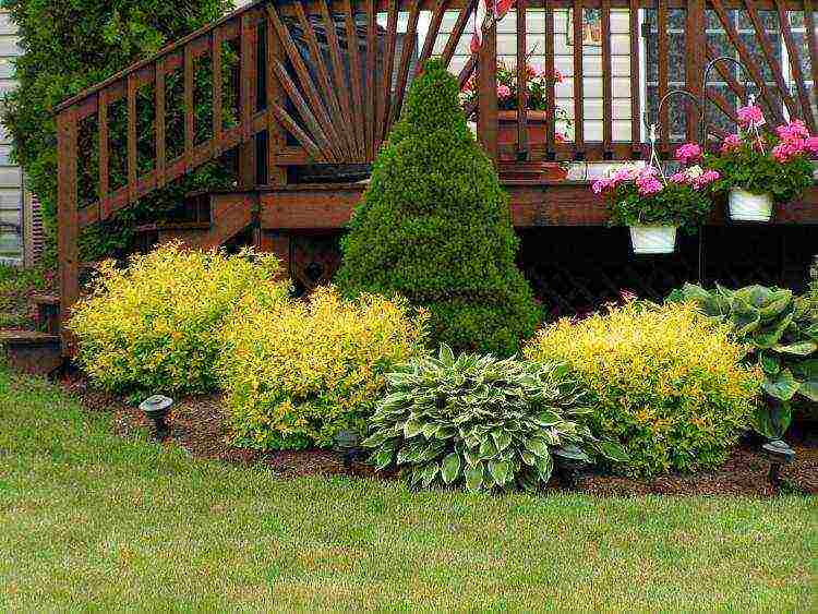 spirea japanese manon planting and care in the open field