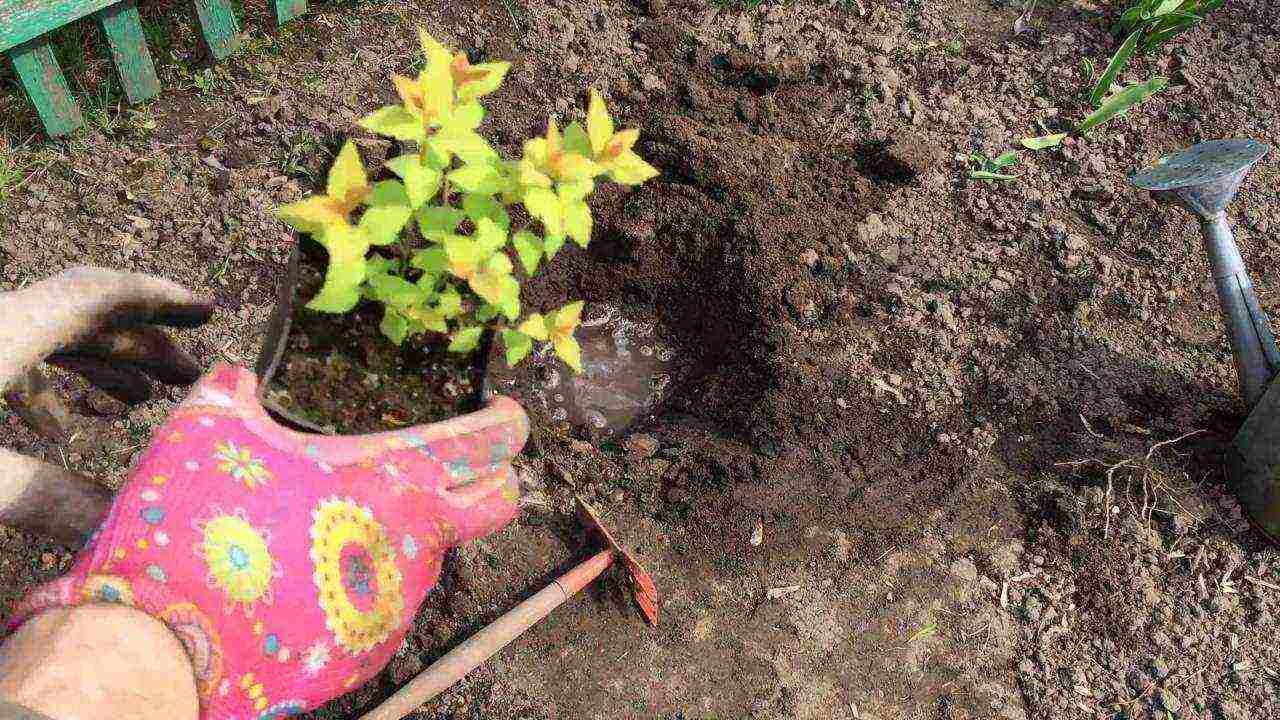 spirea japanese manon planting and care in the open field